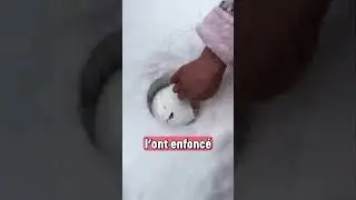 Une boule de neige parfaite 😏