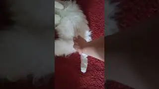 funny cat