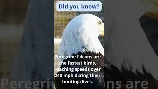 Peregrine Falcon #PeregrineFalcon, #BirdsOfPrey, #NatureDocumentary, #BirdWatching