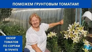 ПОМОЖЕМ ГРУНТОВЫМ ТОМАТАМ! ОБЗОР ТОМАТОВ ПО СОРТАМ В ГРУНТЕ