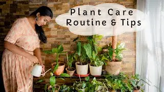 EASY to follow PLANT CARE ROUTINE| MONSOON PLANT CARE| Taking care of INDOOR PLANTS as a BEGINNER