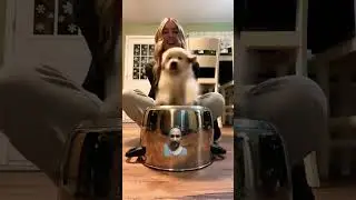 #puppydance #puppy #doglover #animallover #shorts #cute #cat
