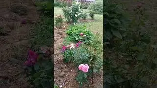 РОЗЫ НА ДАЧЕ