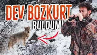 LOOKING A GRAY WOLF IN A BLIZZARD