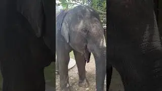Wild Animal Sound #52