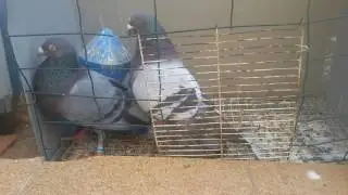 Palomos buchones nuevas adquicisiones