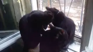 У кошек тоже бывает любовь