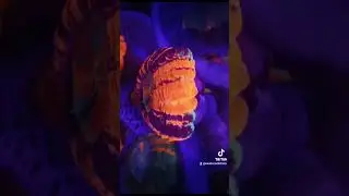 crazy donuts
