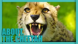 ABOUT. The CHEETAH - The Fastest Land Animal In The World!