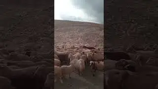Дагестан. Попали в пробку на дороге
