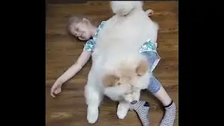 Нападение белого медведя на человека