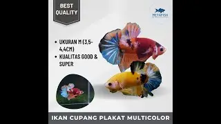 Ikan Cupang Plakat Multicolor Meta Fish