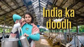 I lived like a dairy businessman for 7 days in Uttar Pradesh