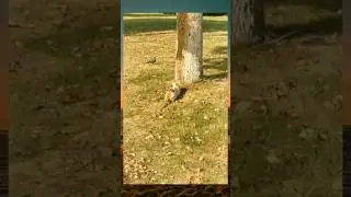 video lucu, kucing lucu, hewan lucu #shorts #short #memes #punny #videolucuterbaru2023