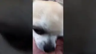 Голуби Тбилиси