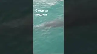 Залипательные Дельфинчики! #абхазия #новыйафон #дельфинчики