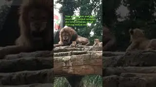 Raja Hutan Sedang Tidur Diganggu Anaknya, Ini Jadinya || Tour