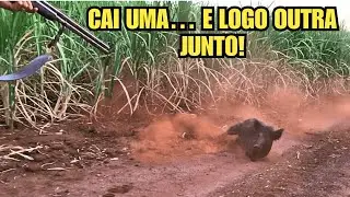 CAÇA DE JAVALI NO FINZINHO DO DIA ( DOIS PORCO ABATIDO )