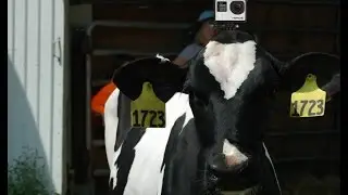 Cows Wearing GoPros