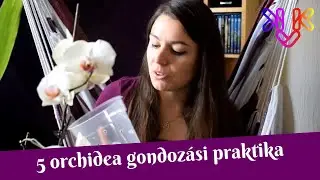 Orchidea gondozása | 5 praktika, ami segíti az orchideák fejlődését