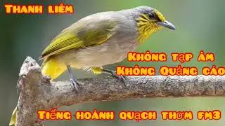 Tiếng chim hoành quạch dùng để đánh không tạo âm