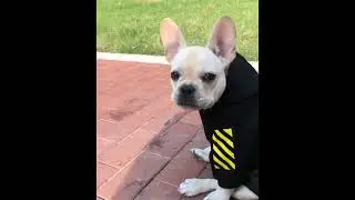 Puppy wearing dog clothes