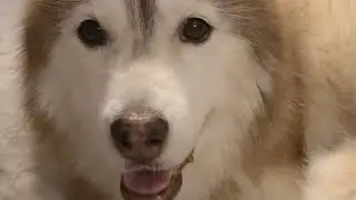 Phoenix in recovery mode!