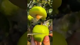 interesting fruit video❤ fruit video🔥Fruit Unzip Video#fruits