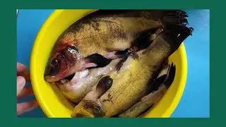 Рыбу Линь Готовлю И Кушаю Впервые.