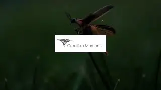 Synchronized Fireflies
