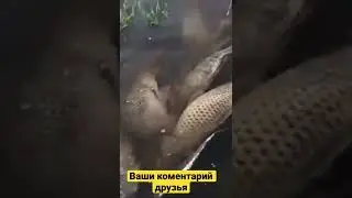 Ваши коментарий друзья