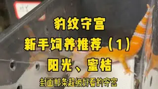 豹纹守宫新手饲养推荐（1）阳光、蜜桔