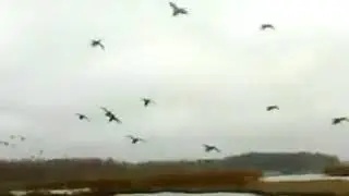 Сбор диких уток & The collection of wild ducks