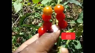 Tomatito de pájaro es muy rico  conocelo