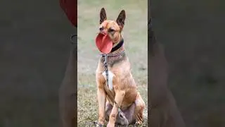 Dog + Rooster