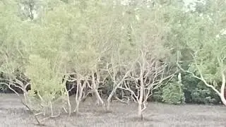 Sundarban at west bengal india (1)