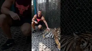 Гладим Тигров в Паттайе😱 