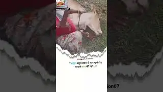gau mata ki jay #shortvideo #viralvideo #gau mata 🙏🙏 gau lover