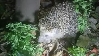 Kirpi Buldum