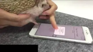ёжик и iphone