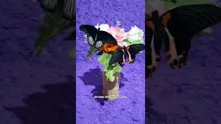 Сколько живут бабочки ?