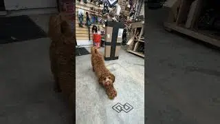 #rockler was asking about shop dogs so we are introducing them to Daisy 🥰 #shopdog