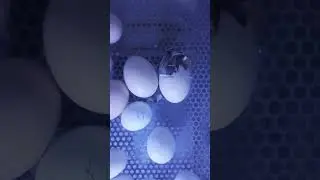Появление первого Цыплёнка! Ура, получилось заснять весь процесс