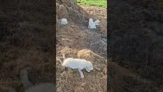 Maremma puppies playing on the farm