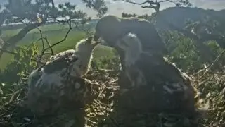 Eastern imperial eagle | ALTYNAY feeding both baby eaglet | July 2, 2022