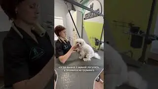 Мечтаешь стать грумером?🥰Пиши «ГРУМ» в Instagram и получи пошаговый алгоритм😉