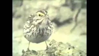 Ipswich  Sparrow at Portland Bill, April, 1982