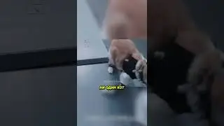 Котики в Black Myth: Wukong!