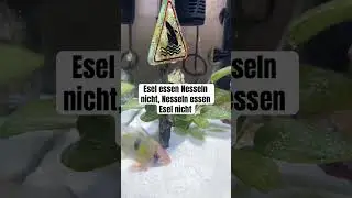 Esel essen