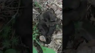 Black Trumpets on the Forest Floor Song   FINAL